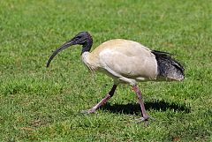 Australian Ibis